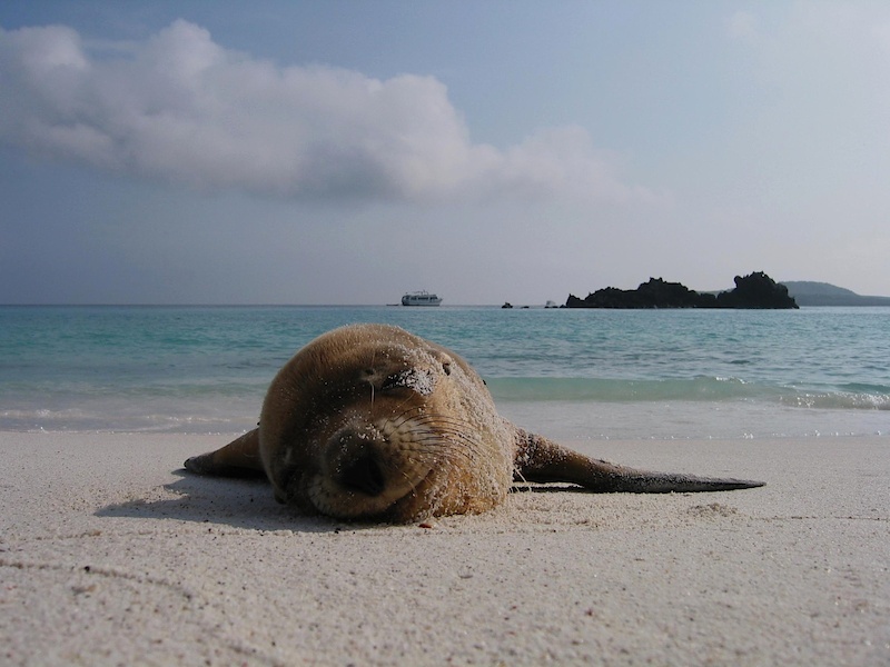 Sea lion in the Galapagos