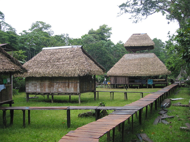 Rainforest