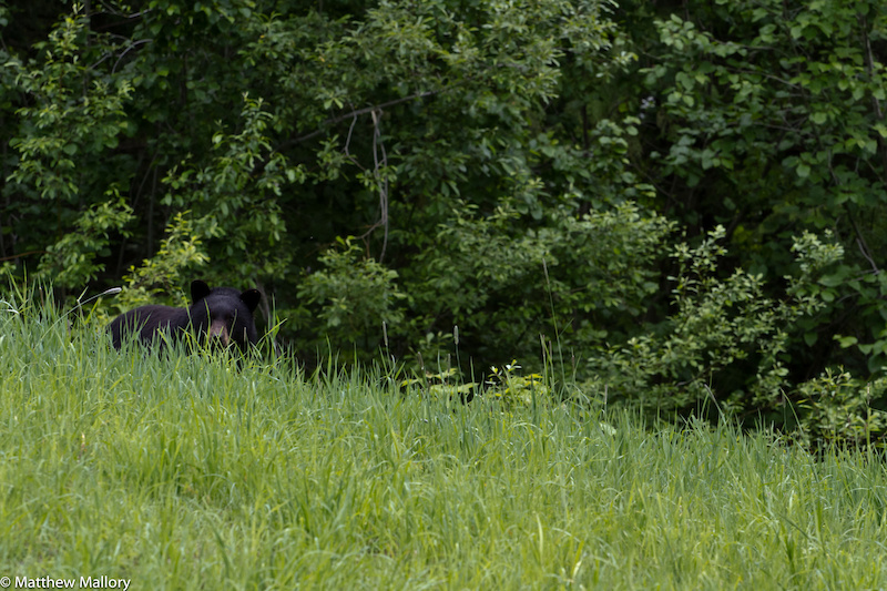 Even the bears were chillin', enjoying the sun and a relaxed day before the mayham starts.