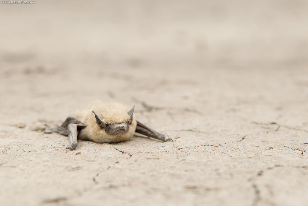 This is bat country - Literally.