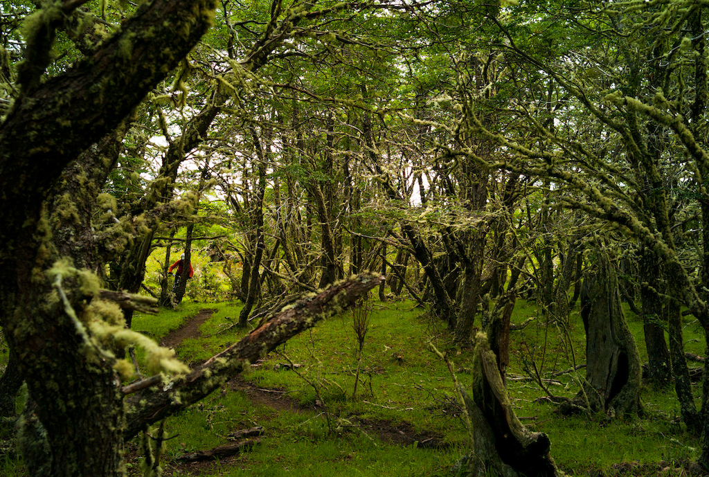 The moss covered trees on the edge of the Torres del Paine park give a nod towards the type of weather you can expect here. But that's what waterproofs are for, right?