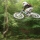 Browner89