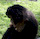 dogboy1066
