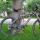 singletrackfool